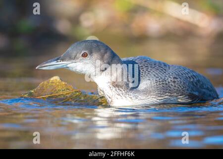 Gros plan d'un huard à duvet, Gavia immer, également connu sous le nom de grand plongeur du nord ou grand huard à chasser et à manger des écrevisses Banque D'Images