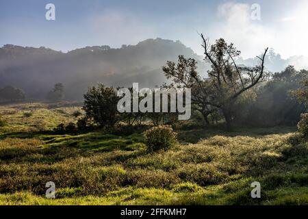 Champ de ferme avec brouillard et forêt au lever du soleil, Ivoti, Rio Grade do Sul, Brésil Banque D'Images