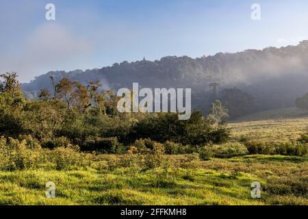 Champ de ferme avec brouillard et forêt au lever du soleil, Ivoti, Rio Grade do Sul, Brésil Banque D'Images