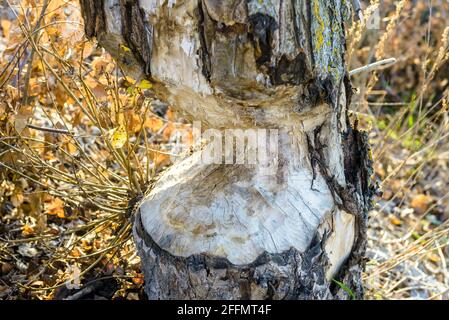 Travail de Beaver dans les bois en gros plan, tronc d'arbre rongé par animal sauvage dans la forêt. Beaver voulait abattre l'arbre pour faire barrage et loger en automne ou au printemps. Banque D'Images