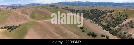 Les chênes indigènes de Californie poussent dans les vallées entre les collines ondoyantes de l'East Bay, non loin à l'est de la baie de San Francisco. Banque D'Images