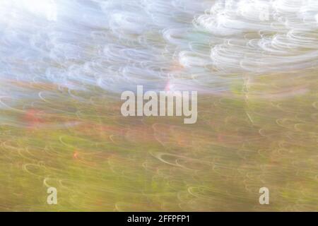 San Diego, Californie, États-Unis. 24 avril 2021 : fleurs de corail de printemps et de pommier à San Diego, en Californie, le samedi 24 avril 2021. Crédit: Rishi Deka/ZUMA Wire/Alay Live News Banque D'Images