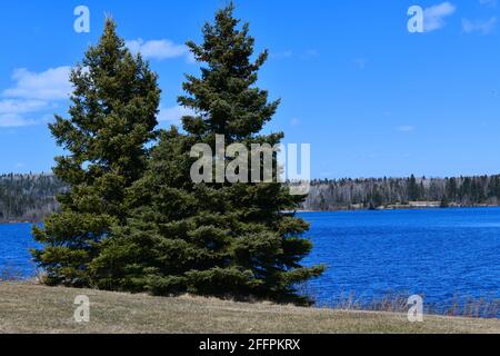 Au printemps, deux arbres Evergreen se trouvent à côté du lac Boulevard, à Thunder Bay, en Ontario, sur un ciel bleu ensoleillé et des nuages blancs. Banque D'Images