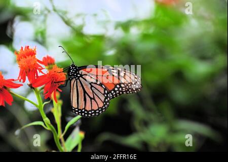 Un papillon monarque en voie de disparition, assis sur une fleur d'orange, pour alimenter avant qu'il ne aille vers le nord. Banque D'Images