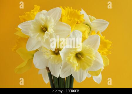 Bouquet de jonquilles blanches et jaunes sur fond jaune. Gros plan Banque D'Images