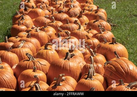 Le patchwork de citrouilles d'octobre est mûr pour les desserts de Thanksgiving la citrouille d'Halloween sculptée célèbre la mémoire des âmes perdues. Banque D'Images