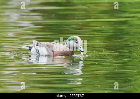 Veuvage américain, Mareca americana, refuge d'oiseaux migrateurs George C. Reifel, Delta (Colombie-Britannique), Canada Banque D'Images