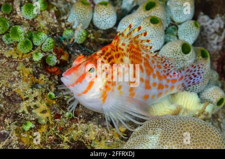 Dwarf hawkfish, Cirrhitichthys falco, Anilao, Batangas, Philippines, Pacifique Banque D'Images