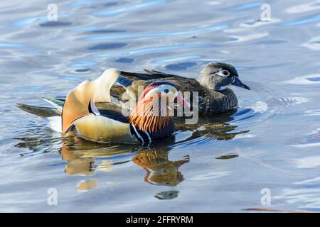 Canard mandarin mâle, Aix galericulata, avec une femelle canard bois, Aix Sponsa, Burnaby Lake Regional Park, Burnaby (Colombie-Britannique), Canada Banque D'Images