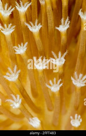 Polypes de corail en cuir de champignon, Sarcophyton glaucum, Anilao, Batangas, Philippines, Pacifique Banque D'Images