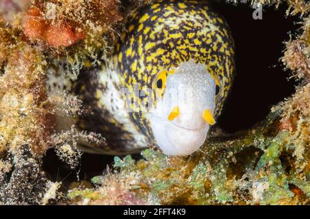 Moray flocon de neige, Echidna nebulosa, Anilao, Batangas, Philippines, Pacifique Banque D'Images