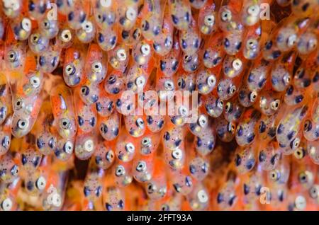 Œufs de ménomini Clark, Amphiprion clarkii, Anilao, Batangas, Philippines, Pacifique Banque D'Images