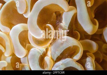 Crevettes commensales, Palaemonella euphyllius, sur le corail d'ancrage, Fimbriaphyllia ancora , Anilao, Batangas, Philippines, Pacifique Banque D'Images