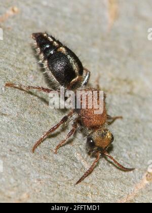 Velours Ant sur le tronc de l'arbre. Banque D'Images