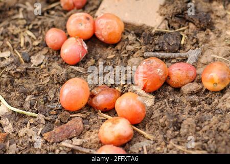 Les tomates pourries sont tombées dans le sol du jardin pour permettre aux graines de germer. Banque D'Images