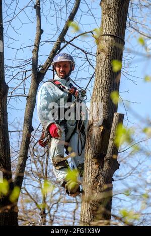 Moscou. Russie. 17 avril 2021. Un travailleur dans un casque sur des cordes monte un arbre pour couper des branches. Rajeunissement des arbres. Le travail des services publics de la ville Banque D'Images