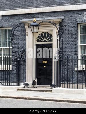 Londres, Royaume-Uni. 21 avril 2021. Larry The Downing Street Cat vu de loin à Londres. (Photo de Brett Cove/SOPA Images/Sipa USA) crédit: SIPA USA/Alay Live News Banque D'Images