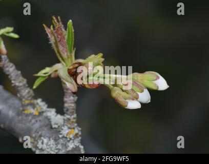 Bourgeons blancs et verts sur les branches de cerisier. Arrière-plan flou Banque D'Images