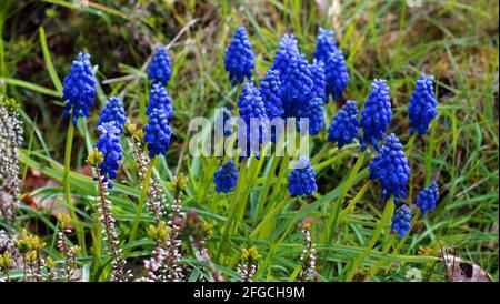 Jacinthes de raisin bleu entre les plantes de bruyère. C'est le printemps. Muscari Banque D'Images