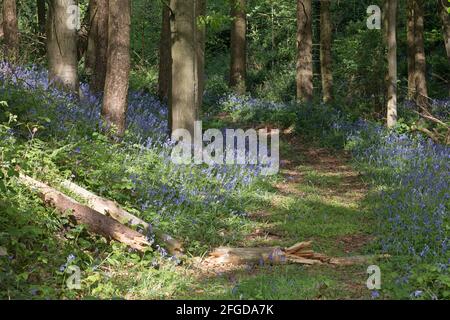 Chemin de forêt avec des fleurs de bluebell, jacinthoides non-scripta, floraison au soleil de printemps Shropshire Angleterre Banque D'Images