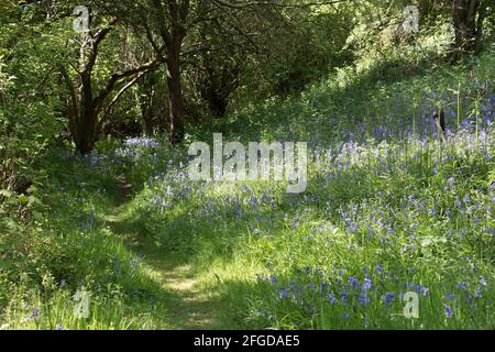 Le bois de Bluebell fleurit au printemps avec des fleurs de bluebell, jacinthoides non-scripta, en lumière de applique, Shropshire Angleterre Banque D'Images