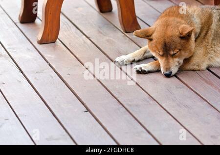 Chien endormi - Shiba Inu alias petit chien de bois de brushwood Banque D'Images