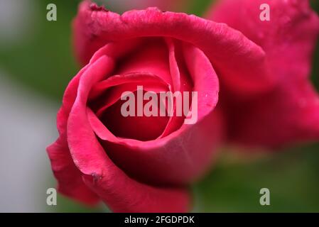 Rosebud Banque D'Images