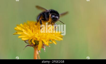 Gros plan de gros plan de bourdons recouverts de grains de pollen buvant du nectar du pissenlit jaune. Isolé sur fond vert flou Banque D'Images