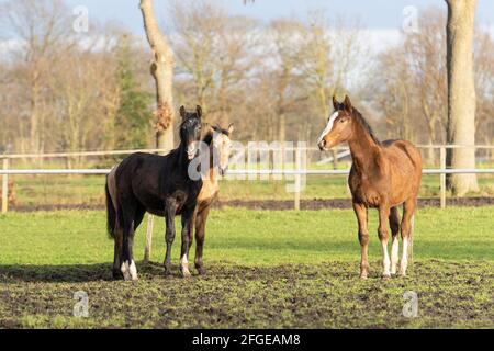 Trois chevaux d'un an dans le pâturage. Un poulain noir, jaune et châtaignier de couleur. Arbres et clôture en arrière-plan. Mise au point sélective Banque D'Images