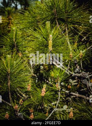 ARRIÈRE-plan VERTICAL de la nature réelle. Gros plan branches de pin vert vif, grappes de feuilles longues en forme d'aiguille, cônes, jeunes pousses fraîches Banque D'Images