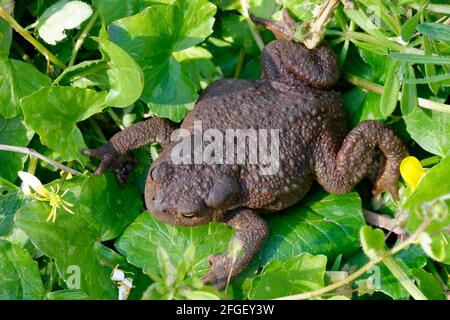 Toad commun - Bufo bufo, parmi les petites feuilles de celandine Banque D'Images