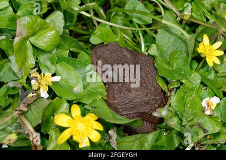 Toad commun - Bufo bufo, parmi les plus petits Celandine Banque D'Images