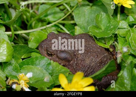 Toad commun - Bufo bufo, parmi les plus petits Celandine Banque D'Images