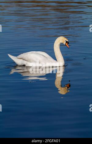 Cygne avec son col incurvé et réfléchissant sur un lac calme Banque D'Images