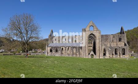 Abbaye de Tintern dans la vallée de la Wye, Monmouthshire, Wales, UK Banque D'Images