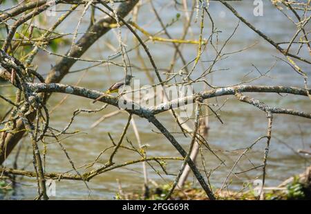 Une queue de cheval grise (Motacilla cinerea) perches sur une branche au-dessus de la rivière avon du wiltshire Banque D'Images