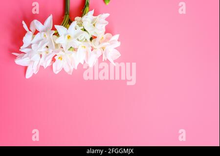 un bouquet de fleurs narcisses blanc en pleine fleur sur fond rose avec espace pour le texte Banque D'Images