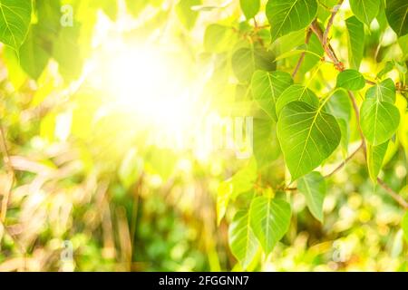 Gros plan de la feuille de Bo verte fraîche avec lumière du soleil le matin. Bodhi pipal arbre feuilles Banque D'Images