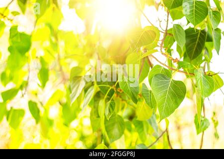 Gros plan de la feuille de Bo verte fraîche avec lumière du soleil le matin. Bodhi pipal arbre feuilles Banque D'Images