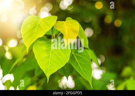 Gros plan de la feuille de Bo verte fraîche avec lumière du soleil le matin. Bodhi pipal arbre feuilles Banque D'Images