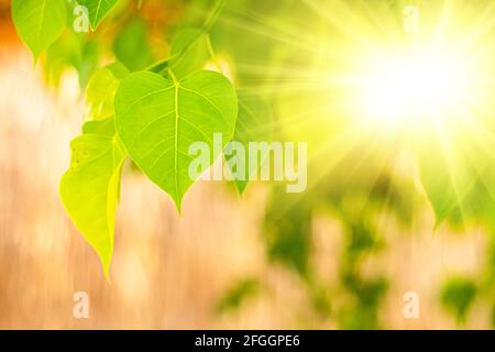 Gros plan de la feuille de Bo verte fraîche avec lumière du soleil le matin. Bodhi pipal arbre feuilles Banque D'Images