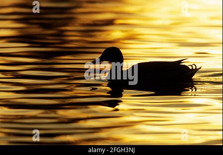 La silhouette du Canard colvert Anas platyrhynchos, au coucher du soleil, Slimbridge Gloucester UK BI003704 Banque D'Images