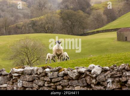 Un temps de travail dans les Yorkshire Dales, Royaume-Uni, UNE scène rurale typique de Springtime avec un ewe Swaledale face à l'avant dans des pâturages verts et deux agneaux su Banque D'Images