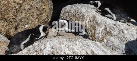 Panorama d'un couple de pingouins africains se trouvent ensemble à Boulders Beach sur un rocher et se regardent l'un vers l'autre, l'Afrique du Sud Banque D'Images