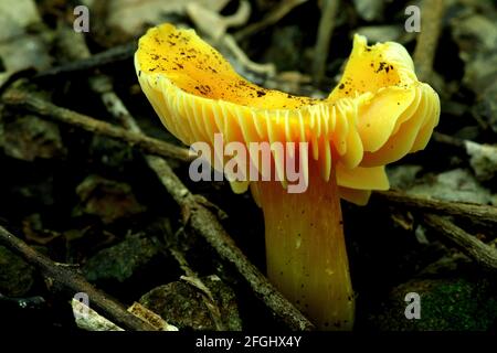 Champignon branchial jaune (Hygrocybe aurantiosplendens) Banque D'Images
