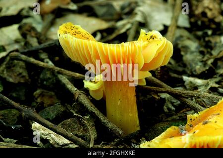 Champignon branchial jaune (Hygrocybe aurantiosplendens) Banque D'Images