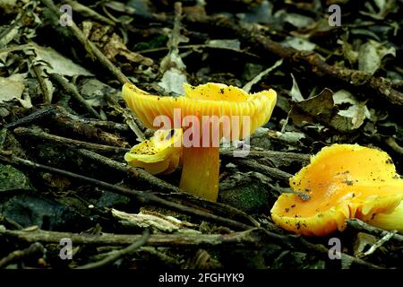 Champignon branchial jaune (Hygrocybe aurantiosplendens) Banque D'Images
