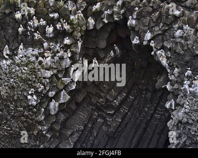Des oiseaux fulmar du Nord (fulmarus glacialis) perchent et construisent des nids sur des falaises abruptes de basalte volcanique sur la côte atlantique d'Arnarstapi, en Islande. Banque D'Images