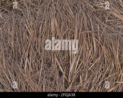 Vue en gros plan des lames sèches d'herbe sur le sol avec un motif brun sur la prairie du cap Öndverðarnesviti sur la côte nord-ouest de Snæfellsnes, Islande. Banque D'Images