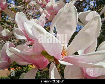 Plusieurs fleurs d'un magnolia (Magnolia × soulangeana, Tulpen-Magnolie) dans un jardin allemand au printemps Banque D'Images